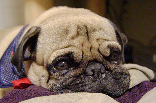 Come prendersi cura di un cane con l'influenza