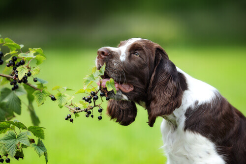 Perché il cane mangia l'erba?