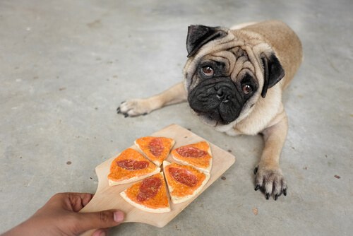 Un bar di Bilbao serve stuzzichini e aperitivi ai cani