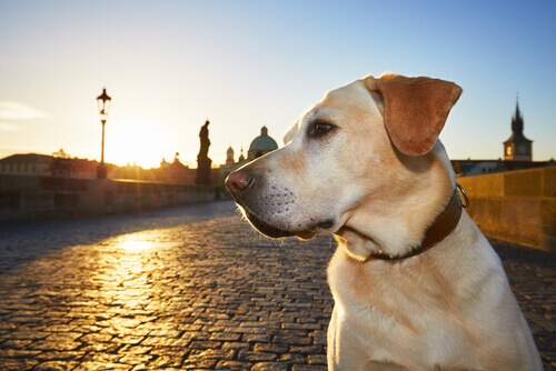 Sta bene il cane trafitto da una sbarra d'acciaio