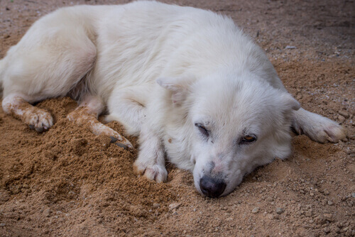 cane bianco dorme sulla sabbia