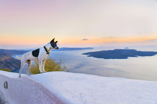 cane in viaggio al mare