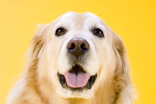 cane golden retriever