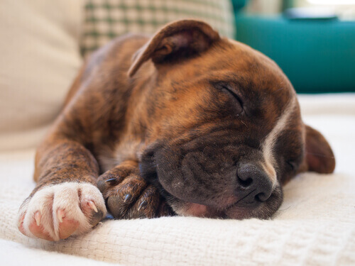 5 consigli per far dormire il vostro animale