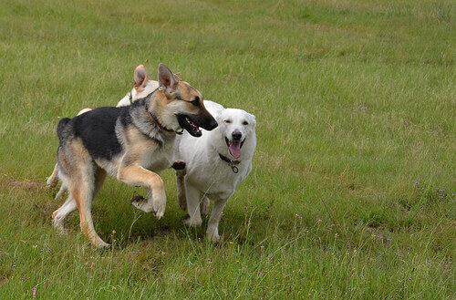 cani-che-giocano