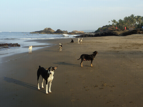 La Spiaggia del Cane in Brasile