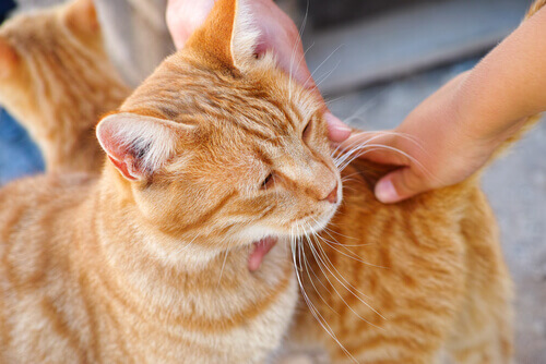 carezze-gatto-arancione