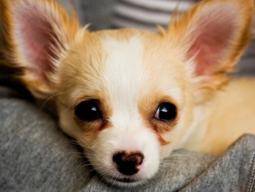 Il Chihuahua: un piccolo amico
