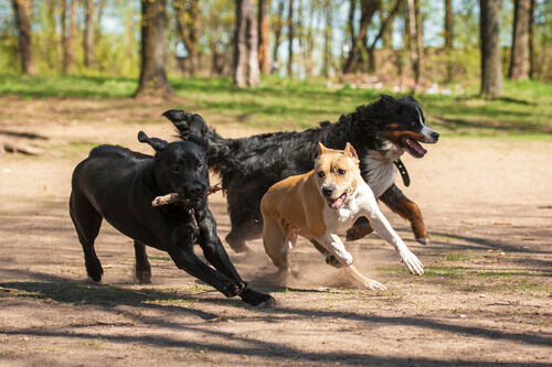 Vietati i combattimenti tra cani negli USA
