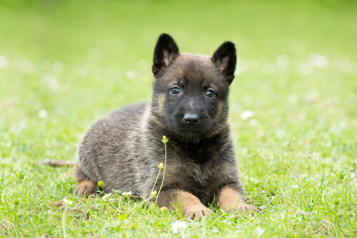 Insegnare al cane il comando "a terra"