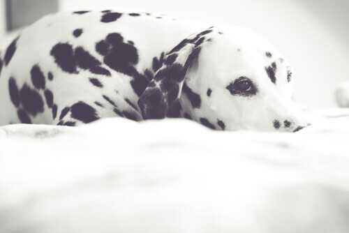 5 segreti che il cane non svelerà mai sulla sua salute