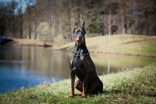 dobermann-cane-da-difesa