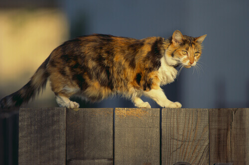 Abbi, la gatta da guardia