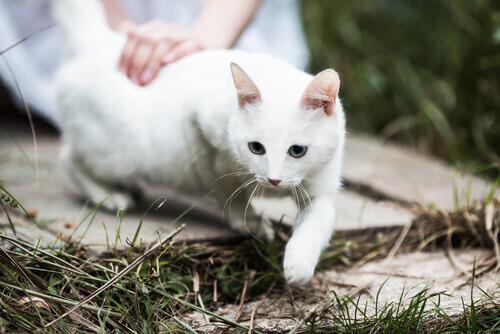 gatto-bianco
