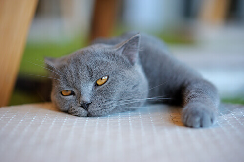 Sintomi di malattia nel gatto