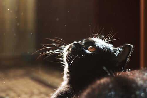 gatto-nero-sogna