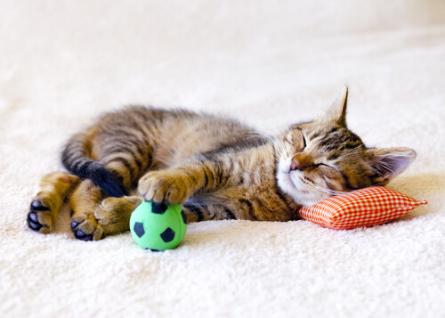 gattino dorme sul cuscino con i suoi giocattoli