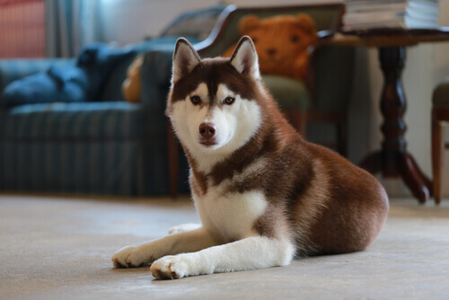 husky-siberiano (3)