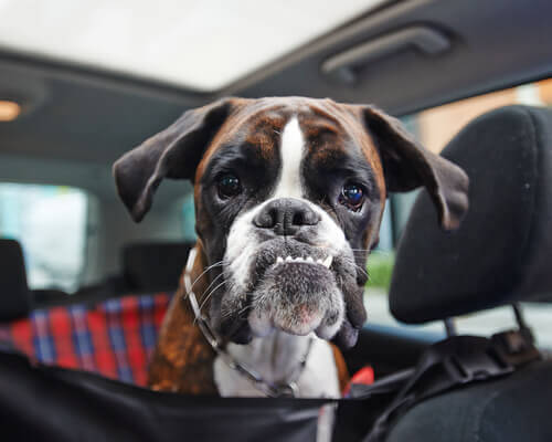 L'ipotiroidismo del cane