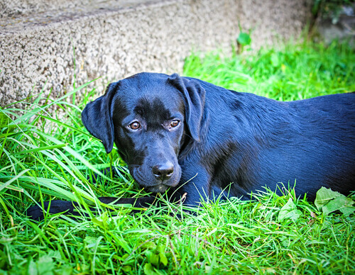 L'ultimo giorno del cane Duke