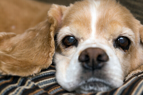 Cosa indica il naso secco nel cane?
