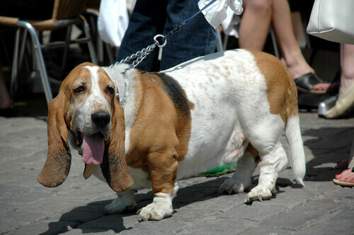 basst hound obeso