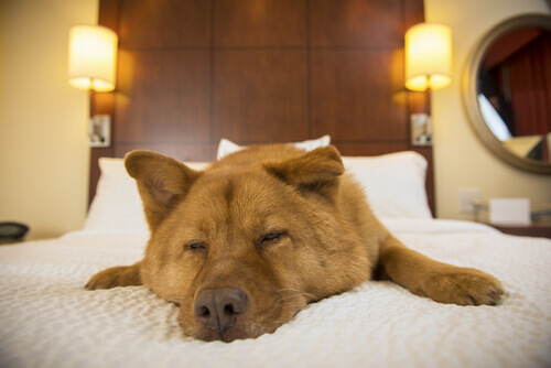 cane dorme sul letto