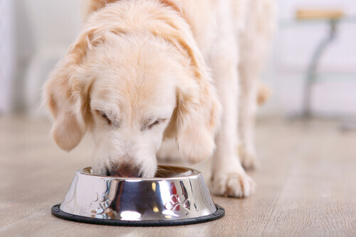 cane in salute mangia
