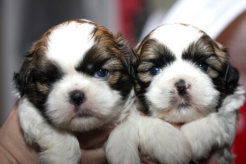 shih-tzu-cuccioli