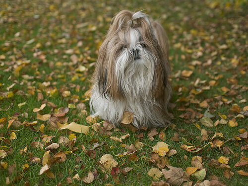 Lo Shih Tzu, un cane del Tibet