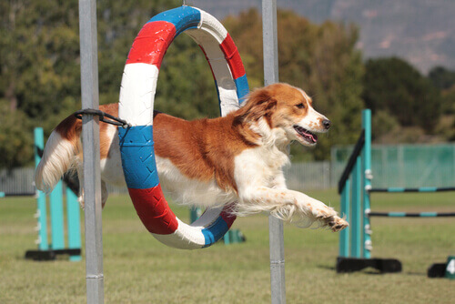 I migliori sport per cani