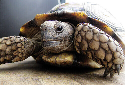 Shelly, la tartaruga che trovò rifugio in una residenza per anziani