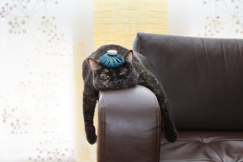 gatto nero sul divano