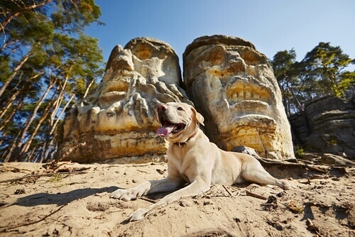 cane labrador sulla sabbia