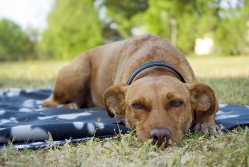 cane adulto si riposa sull'erba