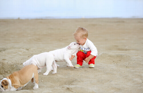 bambino sulla sabbia con cani
