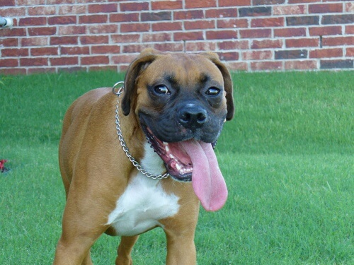 5 razze di cani più propense a contrarre il cancro