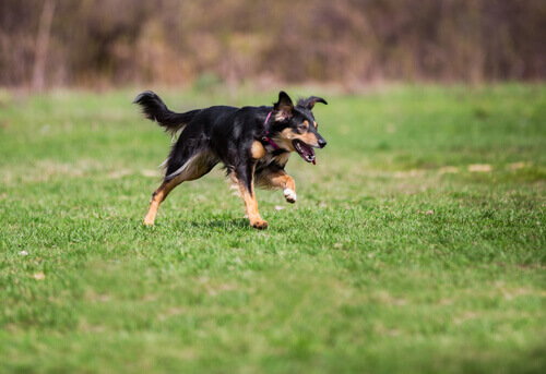 Perché i cani scappano?