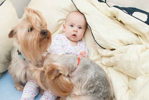 I cani migliorano la salute dei neonati