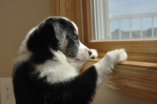 cucciolo bianco e nero alla finestra