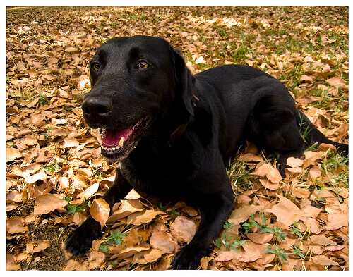 cane nero sulle foglie secche