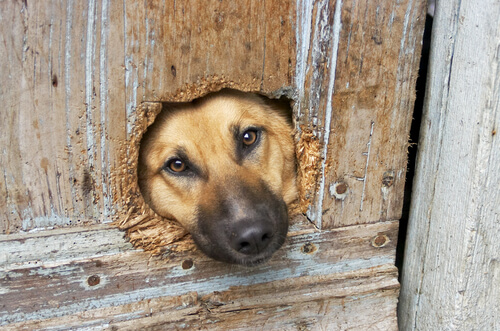 cane con la faccia nella porta