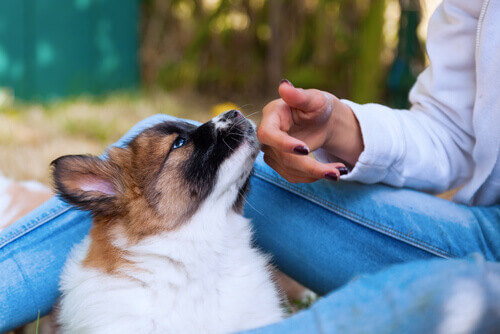 I cani soffrono il solletico?