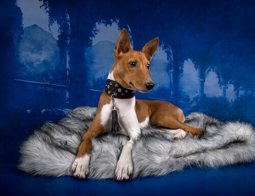 I cani e la televisione