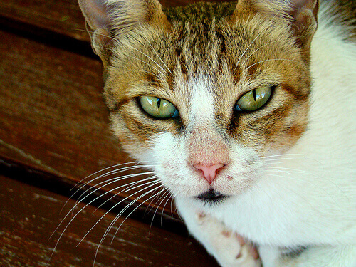 Come aiutare un gatto "in lutto"