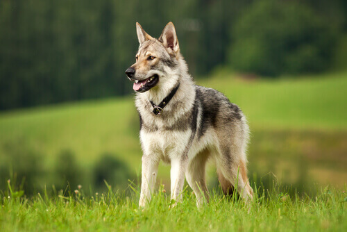 Differenze e similitudini tra cani e lupi