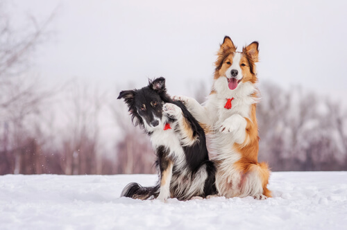 cani giocano sulla neve
