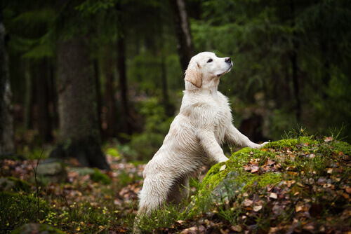 Prodotti ecologici per cani