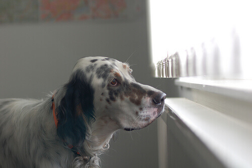 setter inglese triste