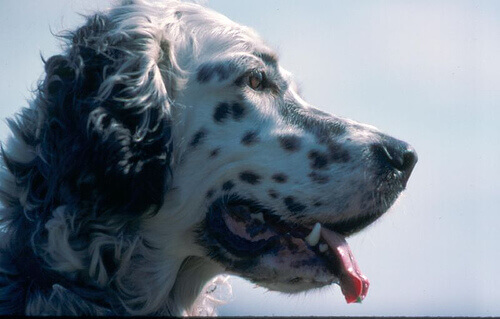 muso di setter inglese